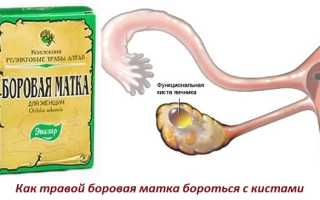 Лечение кистозных новообразований яичника боровой маткой