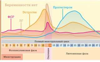 Желтое тело: Определение, Функции, Классификация, Срок жизни, Диагностика второй фазы цикла