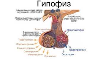 Гипофиз – большие последствия болезней маленькой железы