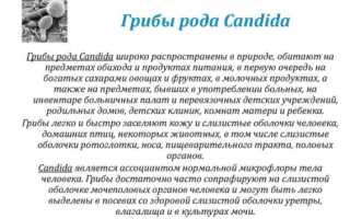 Как вылечить Кандидоз у женщины в период 1, 2 и 3 триместра, а также причины, почему после лечения молочница появляется вновь?