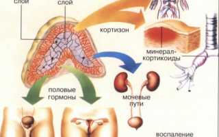 Как по симптомам определить, что болят надпочечники?