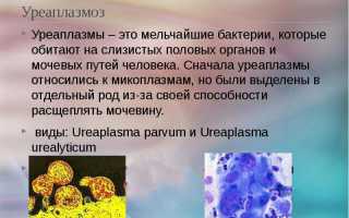 Что такое Ureaplasma parvum у мужчин и женщин — норма в анализах и показания к лечению