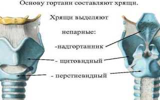 Расположение и возможные заболевания щитовидного хряща у человека