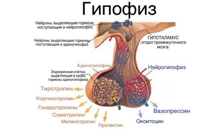 Что влияет на гипофиз