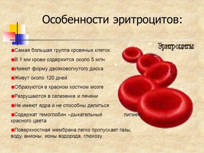 Эритроциты