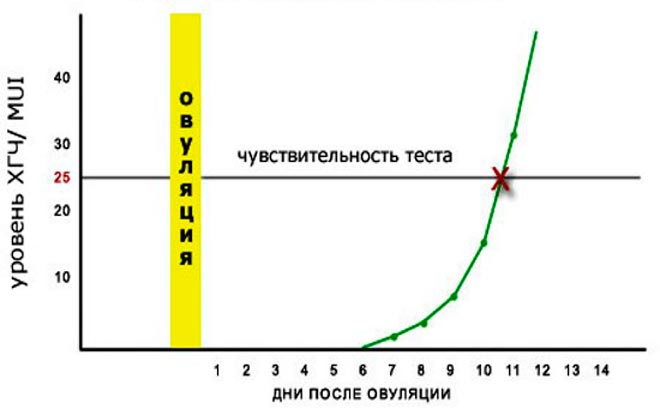 график овуляции