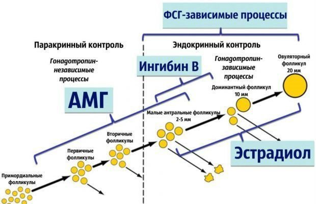 Как повысить АМГ у женщин?