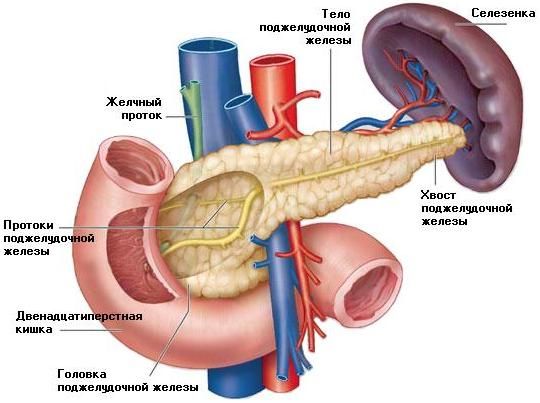 Размеры поджелудочной железы