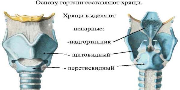 щитовидный хрящ